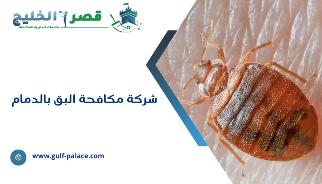 شركة مكافحة البق بالدمام
