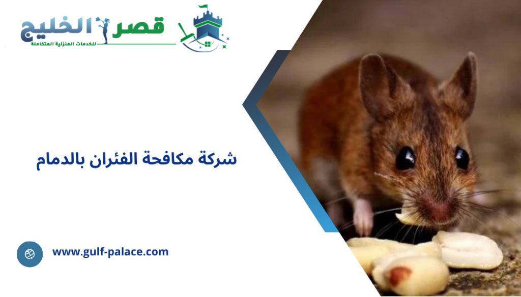 شركة مكافحة الفئران بالدمام