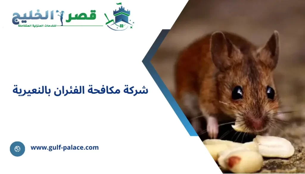 تعتبر الفئران من أخطر أنواع القوارض فهي تضر بصحة الأفراد وتتسبب في إتلاف الممتلكات مما يتطلب الاستعانة بـ شركة مكافحة الفئران بالنعيرية للاستفادة من حلول متقدمة تهدف إلى إبادة الفئران نهائيا وبالتالي الحفاظ على البيئة المحيطة خالية من الآفات الضارة. تعتمد شركة مكافحة الفئران بالنعيرية على فريق عمل مختص يملك خبرة طويلة في المجال، فضلا عن الاعتماد على تقنيات وأساليب عالية الكفاءة لضمان تحقيق نتائج مضمونة. تقدم شركة قصر الخليج خدماتها للمنازل والشركات والمزارع والمستودعات والمؤسسات المختلفة مما يتيح لكافة العملاء الاستفادة منها مع الالتزام بسرعة الاستجابة للطلبات التي يتم تلقيها وإنجاز مهام العمل وفق أعلى معايير الجودة. شركة للفئران بالنعيرية وجود الفئران في البيئة المحيطة يشكل خطورة على الصحة وسلامة الممتلكات، ونظرا لأنها تتكاثر بشكل سريع ومن الصعب السيطرة عليها بالطرق التقليدية فهنا يأتي دور شركة للفئران بالنعيرية من أجل القضاء عليها بطرق فعالة وآمنة. يحرص فريق عمل شركة للفئران بالنعيرية على وضع خطط لمكافحة الفئران مخصصة تلائم طبيعة المكان، بالإضافة إلى تقديم خدمات المتابعة الدورية للتأكد من عدم عودة الفئران والتأكد من فعالية العلاج. كما تختص شركة مكافحة الفئران بالنعيرية بالعمل على تنظيف وتطهير المناطق المصابة باستخدام مواد تطهير عالية الجودة لقتل البكتيريا والجراثيم الناتجة عن وجود الفئران لضمان بيئة نظيفة وصحية. شركة التخلص من الفئران بالنعيرية تشكل الفئران تهديدا مباشرا على الصحة لأنها تنقل العديد من الأمراض مما يجعل من الضروري التعامل مع هذه المشكلة بسرعة، وذلك عبر الاستعانة بـ شركة التخلص من الفئران بالنعيرية التي تقدم حلول شاملة للقضاء على هذه الآفة بشكل سريع وآمن. تحرص شركة التخلص من الفئران بالنعيرية على تحديد أماكن اختباء الفئران في المطابخ والمخازن والزوايا الضيقة لضمان القضاء عليها بشكل نهائي ومنع عودتها مرة أخرى. تقدم شركة مكافحة الفئران بالنعيرية نصائح للعملاء يساعد اتباعها في الحفاظ على بيئة خالية من وجود الفئران، ومن ذلك سد شقوق الجدران والنوافذ لأنها تعتبر مدخل للفئران والحفاظ على نظافة البيئة المحيطة وعدم ترك أي طعام مكشوف لأنه من أبرز عوامل جذب الآفات. شركة صيد الفئران بالنعيرية من التقنيات الفعالة التي تعتمد عليها شركة صيد الفئران بالنعيرية هي المصائد الميكانيكية، وهي عبارة عن مصائد توضع في أماكن نشاط الفئران مع إرفاق بداخلها طعوم جاذبة للفئران وبمجرد دخولها للمصيدة فإنها تغلق على الفور ليتم بعد ذلك التخلص من الفئران بالطريقة المناسبة. يحرص فني شركة صيد الفئران بالنعيرية على اختيار أماكن وضع المصائد بشكل دقيق وذلك بعد الكشف عن مناطق تواجد الفئران وتمتاز هذه التقنية بأنها آمنة وفعالة ولا تتطلب الاستعانة بأي مواد كيميائية ويناسب استخدامها المنازل والمستودعات ومختلف الأماكن مما يضمن الحفاظ على بيئة خالية من الآفات. شركة لقتل الفئران بالنعيرية يلزم اتخاذ إجراءات سريعة وفعالة في القضاء على الفئران بمجرد الكشف عن وجودها لتجنب تكاثرها وانتشارها السريع، وذلك ما توفره شركة لقتل الفئران بالنعيرية حيث تعتمد على الطعوم المسممة. يقوم فريق عمل شركة لقتل الفئران بالنعيرية بتفتيش الموقع المصاب بالكامل لمعرفة مدى انتشار الفئران ثم وضع الطعوم المسممة في الأماكن التي تتردد عليها مع الحرص على اختيار الأماكن بعناية بحيث تكون بعيدة عن متناول الأطفال والحيوانات الأليفة. عادة توضع هذه الطعوم خلف الأجهزة الكهربائية وهي تعد من الوسائل الأكثر فاعلية في إبادة الفئران بشكل سريع. شركة ابادة الفئران بالنعيرية تحرص شركة ابادة الفئران بالنعيرية على تقديم حلول فعالة في القضاء على الفئران للتخلص من الأضرار الناجمة عنها، ويبدأ العمل بتقييم شامل للمكان ثم وضع المصائد اللاصقة في الأماكن التي تتردد عليها الفئران وهي عبارة عن مصائد تلتصق بها الفئران فور الوقوف عليها، وبالتالي لا يمكنها التحرك لأي مكان ليتم بعد ذلك التخلص منها بالشكل المناسب. تمتاز هذه الطريقة التي تعتمد عليها شركة ابادة الفئران بالنعيرية بأنها آمنة ولا تشكل خطورة على البيئة أو الأفراد مع الالتزام بأعلى معايير السلامة والجودة في كافة خطوات العمل. شركات رش الفئران بالنعيرية تعتمد شركات رش الفئران بالنعيرية على تقنية الرش بالمبيدات التي تمتاز بفعاليتها في القضاء على الفئران بجميع أحجامها، ويحرص فريق العمل على إجراء معاينة دقيقة للمكان من أجل اكتشاف أماكن تواجد الفئران والعمل على رشها. المبيدات التي تعتمد عليها شركات رش الفئران بالنعيرية عالية الجودة وآمنة على الأطفال والحيوانات الأليفة وبالتالي فهي ملائمة للاستخدام المنزلي. تعتمد شركة مكافحة الفئران بالنعيرية على فنيين مختصين حرصين على الالتزام بتعليمات الاستخدام لتجنب إهدار المبيد أو حدوث أي آثار جانبية مع الالتزام بارتداء الكمامات والقفازات أثناء الرش لتجنب ملامسة المواد الكيميائية للجلد والعينين. شركة تنظيف الفئران بالنعيرية تتسبب الفئران في تلويث الأسطح التي تقف عليها مما يؤدي إلى انتشار الجراثيم والبكتيريا الضارة بصحة الأفراد، وهنا يأتي دور شركة تنظيف الفئران بالنعيرية التي تعمل على تنظيف وتطهير المناطق المصابة لقتل الجراثيم وإزالة أي فضلات لمنع جذب آفات أخرى. تعتمد شركة تنظيف الفئران بالنعيرية على مواد تطهير آمنة وفعالة لضمان بيئة نظيفة وصحية، كما يساعد التنظيف الدوري على تقليل احتمالية عودة الفئران مرة أخرى. ولذلك تنصح شركة مكافحة الفئران بالنعيرية بالتخلص من القمامة بشكل دوري وتخزين الطعام بشكل صحيح وعدم تركه مكشوف والتخلص من النفايات بانتظام. شركة مبيدات الفئران بالنعيرية في شركة مبيدات الفئران بالنعيرية نضع سلامة العملاء وراحتهم على مقدمة أولوياتنا، ولذلك نعتمد على مبيدات تمتاز بفعاليتها في القضاء على الفئران مهما كان حجم الانتشار وبالتالي الحفاظ على الصحة وتجنب تلف الممتلكات. تستخدم شركة مبيدات الفئران بالنعيرية أجهزة حديثة تساعد على رش المبيدات بالتساوي على الأماكن التي تتواجد بها الفئران، مع اتباع خطوات عمل دقيقة لضمان تحقيق نتائج طويلة الأمد. الأجهزة التي توفرها شركة مكافحة الفئران بالنعيرية تساعد على تجنب إهدار المبيدات مع التزام الفني المختص بالكميات المخصصة للاستعمال لضمان الفعالية دون التأثير بشكل سلبي على البيئة المحيطة مع الالتزام بعدم إحداث فوضى داخل مواقع العمل مما يضمن نيل رضا العملاء. افضل شركة مكافحة الفئران بالنعيرية الاعتماد على افضل شركة مكافحة الفئران بالنعيرية يضمن الاستفادة من الخدمات المقدمة بالشكل الأمثل، وذلك نظرا لامتلاك خبرة واسعة في المجال والحرص على تقديم حلول مخصصة مع الأخذ بعين الاعتبار حجم الإصابة وموقعها. كما تعتمد افضل شركة مكافحة الفئران بالنعيرية على فريق من الفنيين المدربين على أعلى مستوى من الخبرة والاحترافية وهم على دراية تامة بسلوك الفئران وأفضل الطرق للتخلص منها بشكل فعال. ولدى شركة قصر الخليج خدمة عملاء متاحة على مدار الساعة تختص بالرد على الاستفسارات التي يتم تلقيها مع إتاحة المرونة للعملاء في حجز موعد مناسب والتزام فريق العمل به دون تأخير وإنجاز مهام العمل بشكل سريع ودقيق في الوقت نفسه.