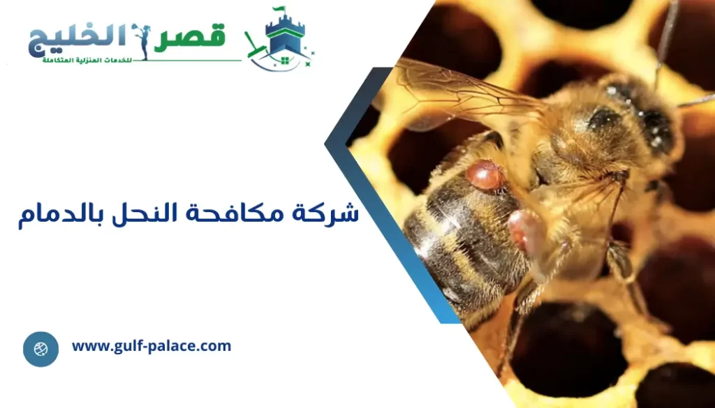 شركة مكافحة النحل بالدمام