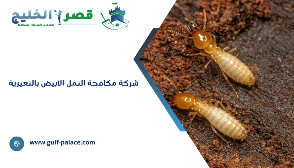 شركة مكافحة النمل الابيض بالنعيرية