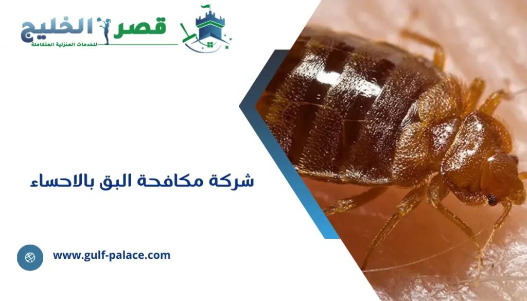 شركة مكافحة البق بالاحساء
