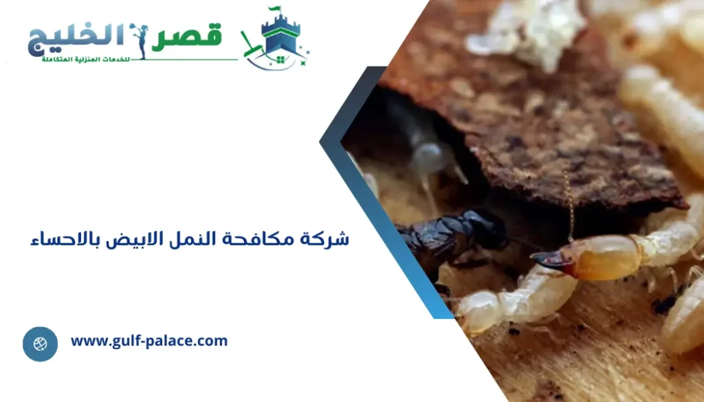 شركة مكافحة النمل الابيض بالاحساء