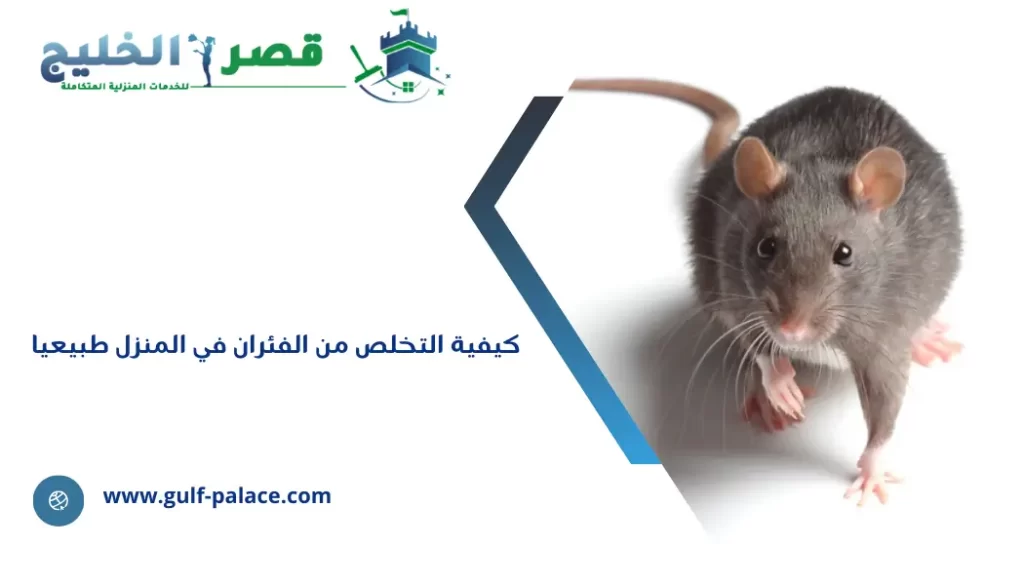 كيفية التخلص من الفئران في المنزل طبيعيا
