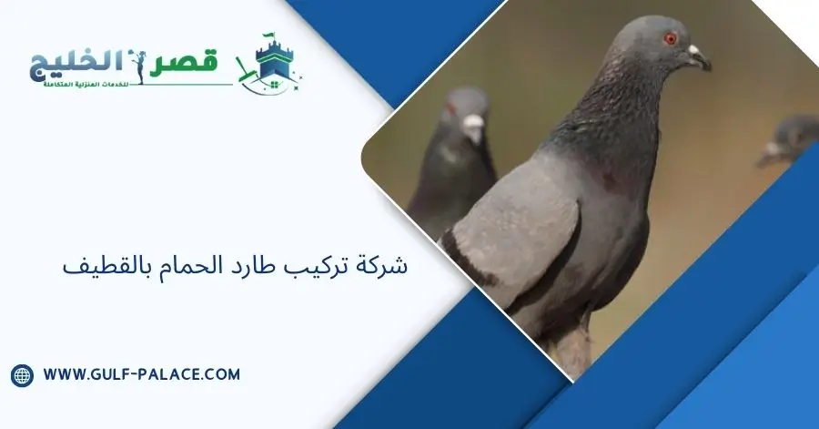 شركة تركيب طارد الحمام بالقطيف