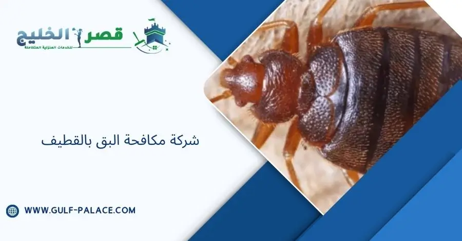 شركة مكافحة البق بالقطيف