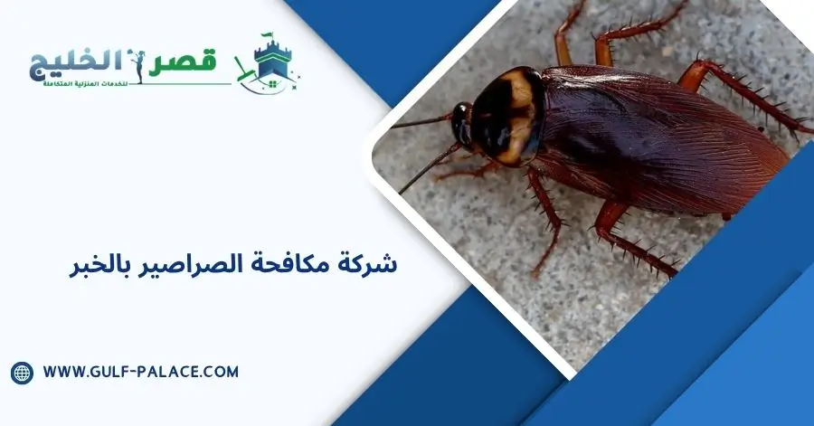 شركة مكافحة الصراصير بالخبر