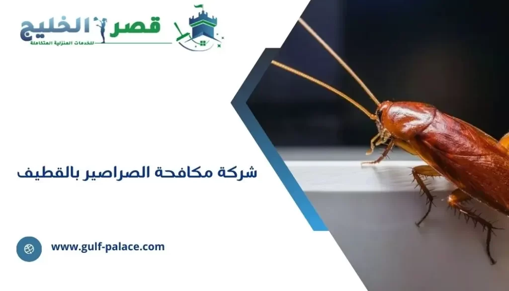 شركة مكافحة الصراصير بالقطيف