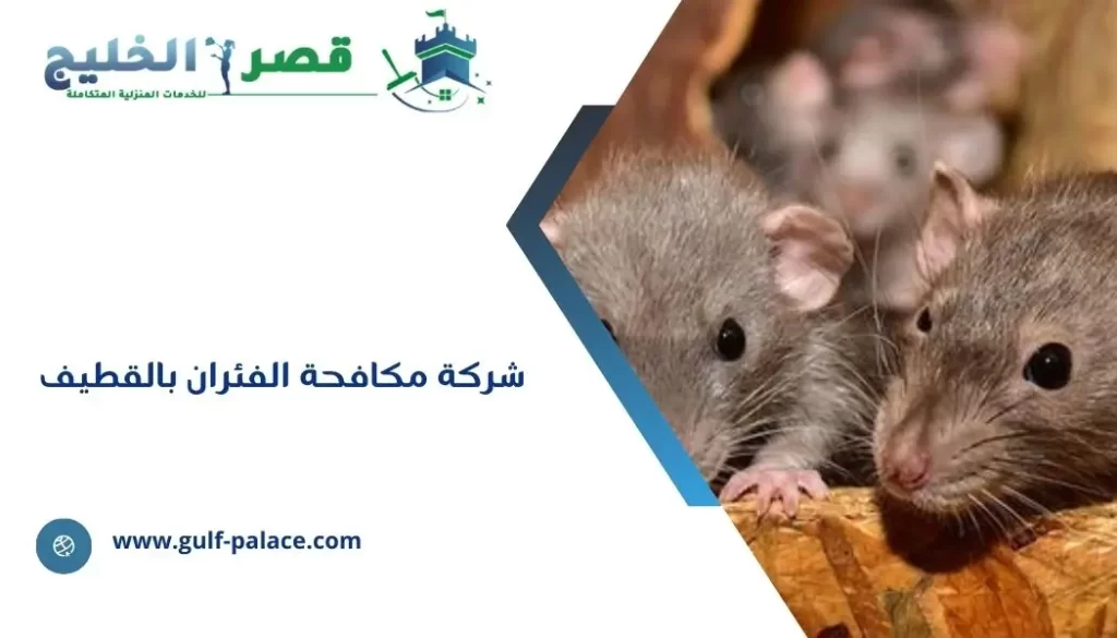 شركة مكافحة الفئران بالقطيف