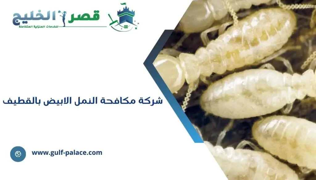 شركة مكافحة النمل الابيض بالقطيف 