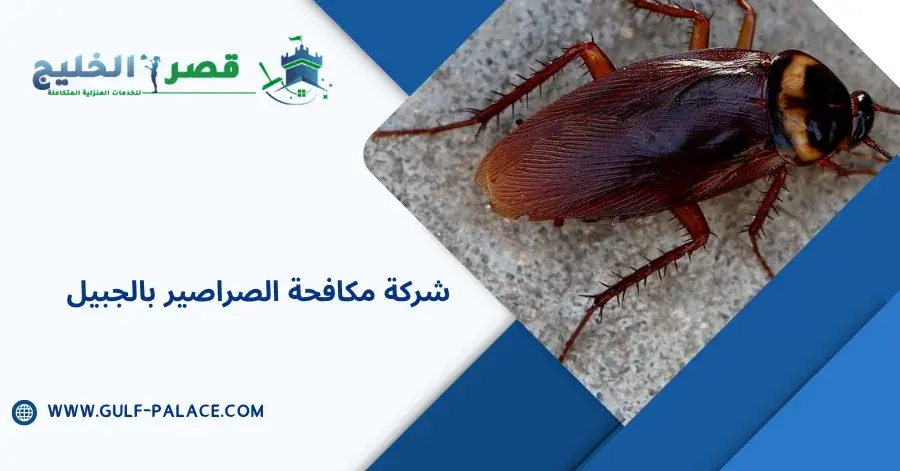 شركة مكافحة الصراصير بالجبيل