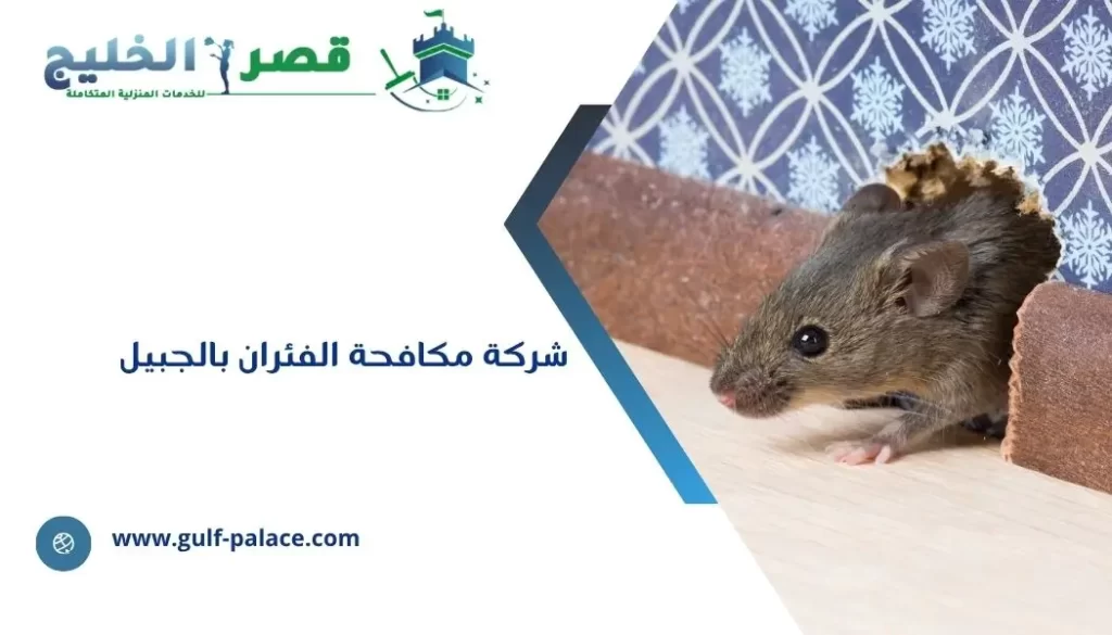 شركة مكافحة الفئران بالجبيل