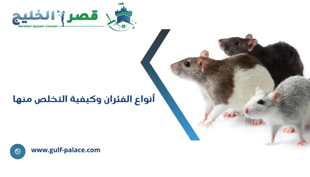 أنواع الفئران وكيفية التخلص منها